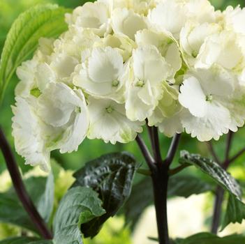 Hydrangea macrophylla 'Zebra' PP18688