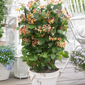Lonicera 'Coral Star' (315826)