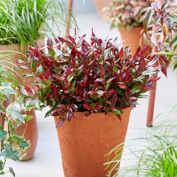 Leucothoe fontanesiana Leafscape™ 'Little Flames' (315828)