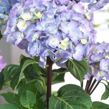 Hydrangea macrophylla Onyx™ 'Peacock' (315830)