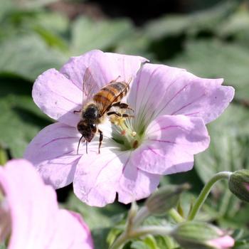 Geranium 'Dreamland' Bremdream PP24624