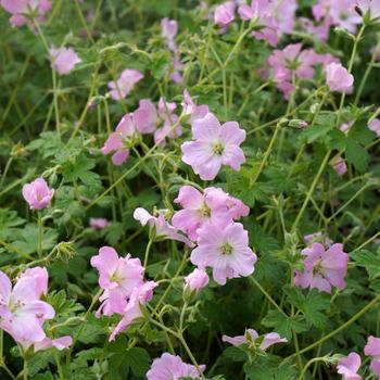 Geranium 'Dreamland' (315832)
