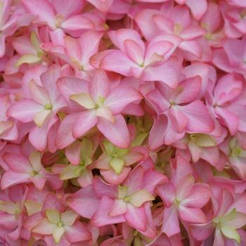 Hydrangea macrophylla 'Inspire' (315834)