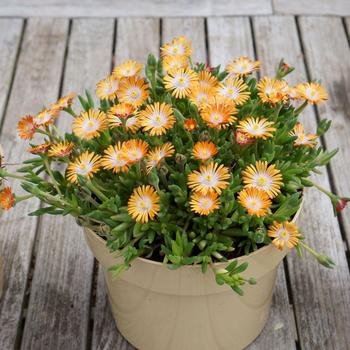 Delosperma 'Topaz' PP23492