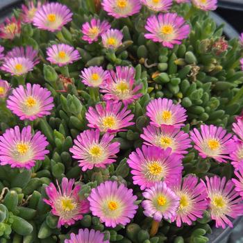 Delosperma 'Rosequartz' PP23452