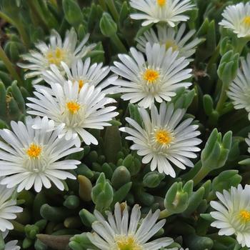 Delosperma Jewel of Desert 'Moon Stone' (315839)