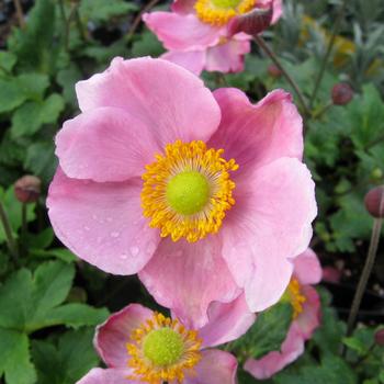 Anemone 'Pink Kiss' PPAF