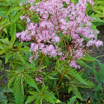 Filipendula 'Red Umbrellas'