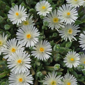 Delosperma 'Moon Stone' 