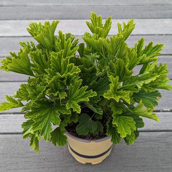 Pelargonium 'Orange Fizz' 