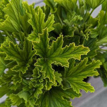 Pelargonium 'Orange Fizz' (315849)