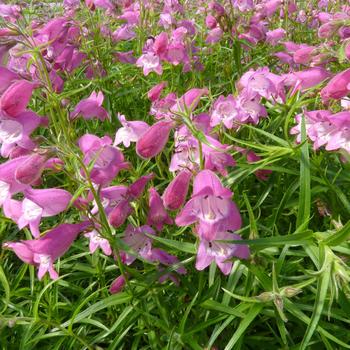 Penstemon x mexicali 'Carolyn's Hope' PPAF