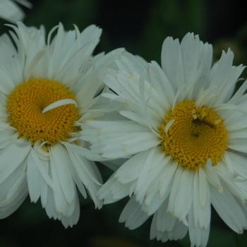Leucanthemum maximum 'LEUZ0001' PP23426