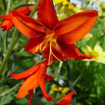 Crocosmia 'Babylon'