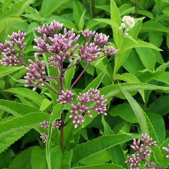 Eupatorium purpureum '' (315855)