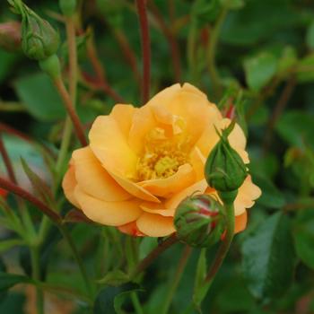 Rosa 'NOA97400A' PP17,373