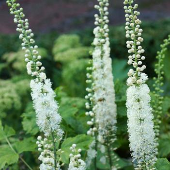Actaea racemosa