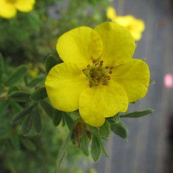 Potentilla fruticosa 'CheeseHead™' SMPFMY PP28890