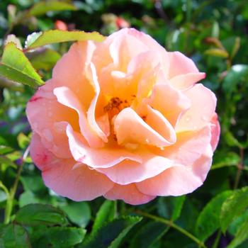 Rosa Flower Carpet&reg; '' (315865)