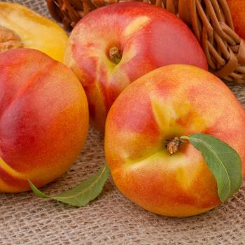 Prunus persica var. nucipersica 'Redgold' 