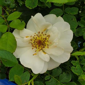 Rosa 'Peach Lemonade' Radpastel PP266758