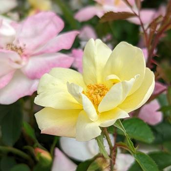 Rosa 'Peach Lemonade' (315868)