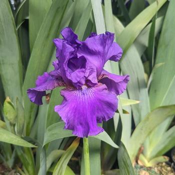 Iris germanica 'His Royal Highness'