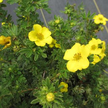 Potentilla fruticosa 'CheeseHead™' (315870)