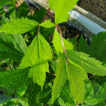 Actaea racemosa '' (315871)