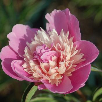 Paeonia 'Madame Emile Debatene' 