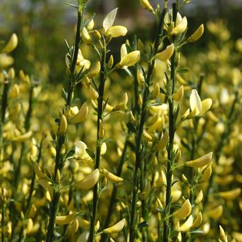 Cytisus scoparius 'Moonlight'