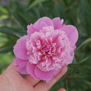Paeonia 'Madame Emile Debatene' (315879)