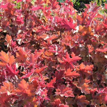 Heuchera 'Mango' 