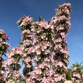 Malus x adstringens 'Emerald Spire' Jefgreen PP23863