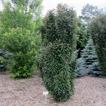 Malus x adstringens 'Emerald Spire' (315887)