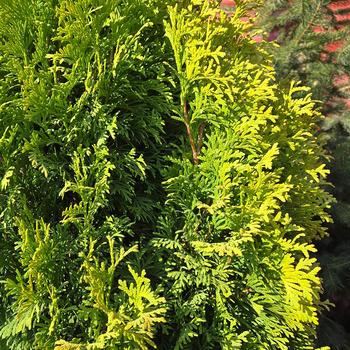 Thuja occidentalis 'Amber Gold' (315888)