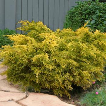 Juniperus 'Lemon Pfizz' (315889)
