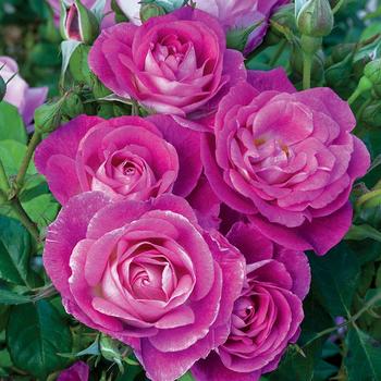 Rosa 'WEKfawibyblu' PPAF