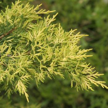 Juniperus 'Nedsyelo' PP20489