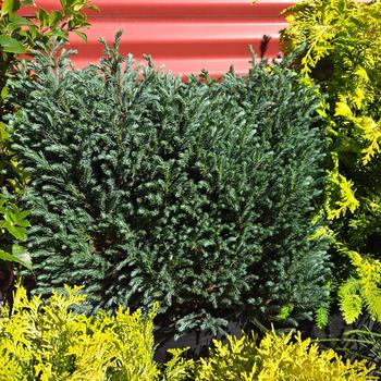 Chamaecyparis pisifera 'Blue Moon' (315894)