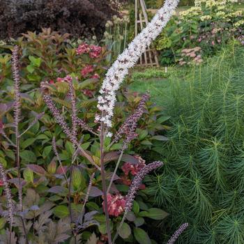 Actaea simplex 'Brunette' (315896)