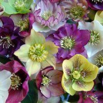 Helleborus orientalis 'Brandywine&trade;' PP20,576