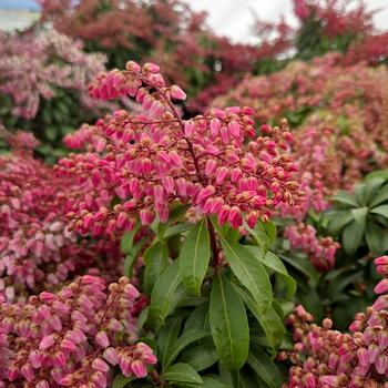 Pieris japonica Enchanted Forest® 'Impish Elf™' (315899)