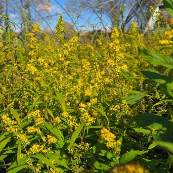 Solidago rugosa '' (315902)