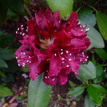 Rhododendron 'Dark Lord' 