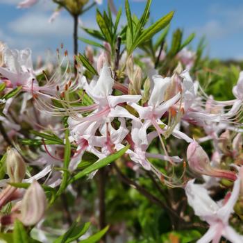 Rhododendron perclymenoides (nudiflorum)
