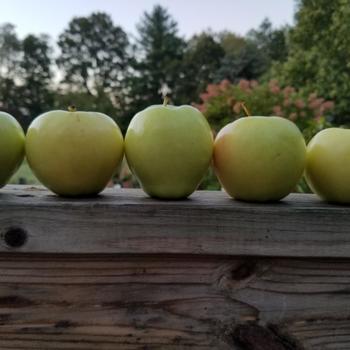 Malus domestica 'Ginger Gold' 