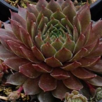 Sempervivum 'Aglow' USPP20559P2