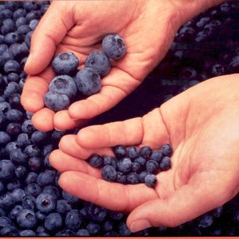 Vaccinium corymbosum 'Darrow'