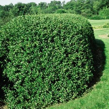 Ligustrum vulgare 'Cheyenne' (315914)